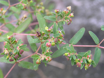 オオニシキソウ