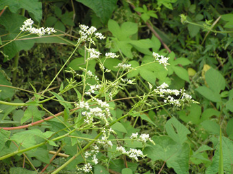 シャクチリソバ1