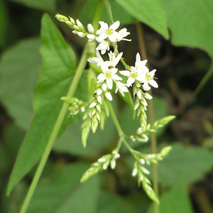 シャクチリソバ2