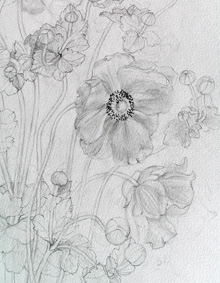 鉛筆スケッチ＿秋明菊2