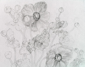 鉛筆スケッチ＿秋明菊3