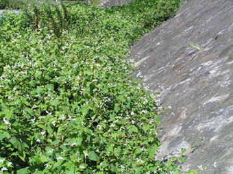 シャクチリソバ1