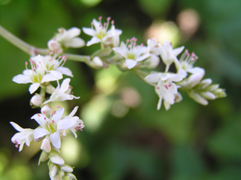 シャクチリソバ2