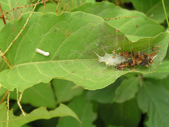 イタドリとクモの巣