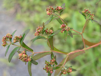 オオニシキソウ