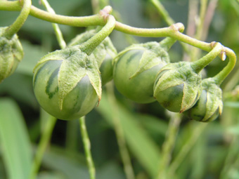 ワルナスビの実