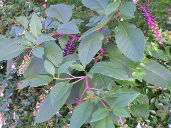 ヨウシュヤマゴボウ1