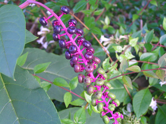 ヨウシュヤマゴボウ2