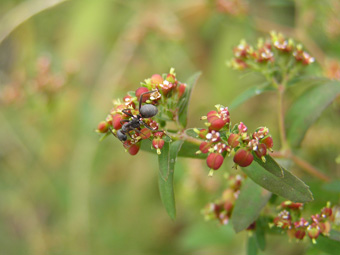 オオニシキソウとアリ