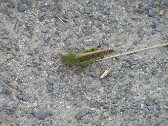 トノサマバッタ1