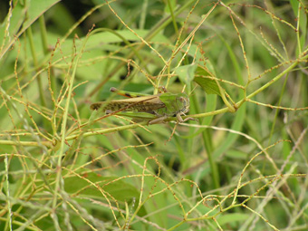 トノサマバッタ2