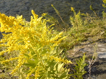 セイタカアワダチソウ