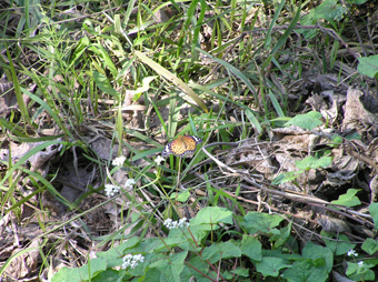 ツマグロヒョウモン1