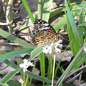 ツマグロヒョウモン2