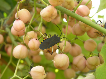 キバラヘリカメムシ1