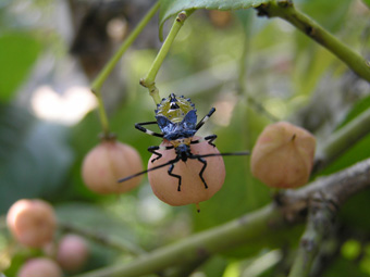 キバラヘリカメムシ2