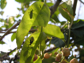 キバラヘリカメムシ3