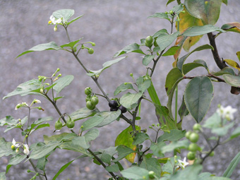 アメリカイヌホオズキ1