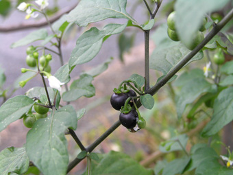 アメリカイヌホオズキ2