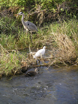 アオサギ・コサギ・カルガモ