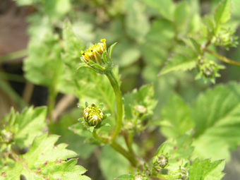 コセンダングサ1