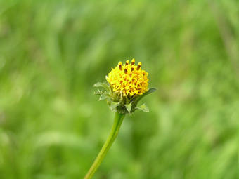 コセンダングサ2