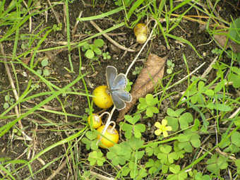 ワルナスビとヤマトシジミ