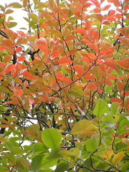 カリンの紅葉