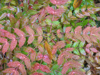 ヒイラギナンテン