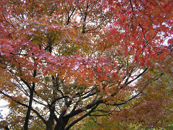 モミジ1