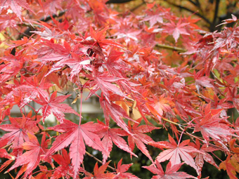 モミジ2