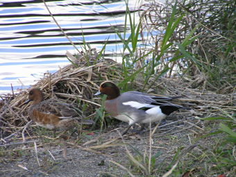 ヒドリガモ・アメリカヒドリ1