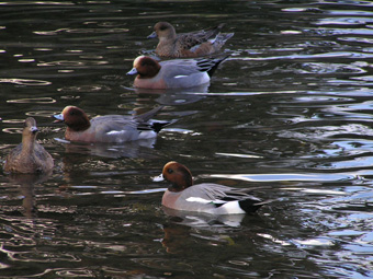 ヒドリガモ・アメリカヒドリ2