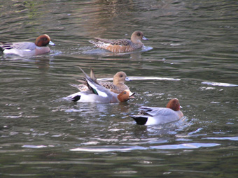 ヒドリガモ・アメリカヒドリ3