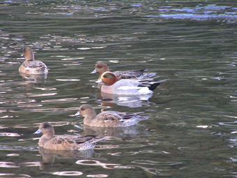 ヒドリガモ・アメリカヒドリ4