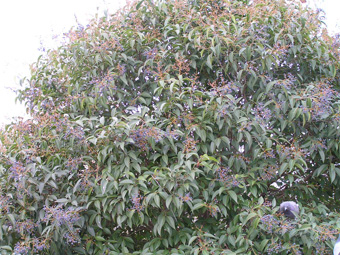 トウネズミモチ1