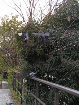 トウネズミモチ2