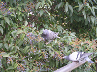 トウネズミモチ3