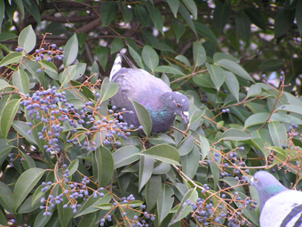 トウネズミモチ4