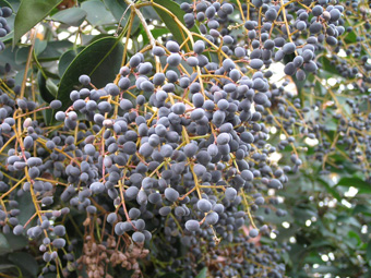 トウネズミモチ5