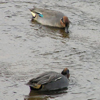コガモ2