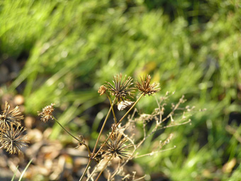 コセンダングサ