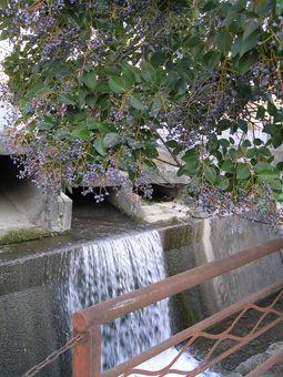 トウネズミモチ1