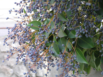 トウネズミモチ2