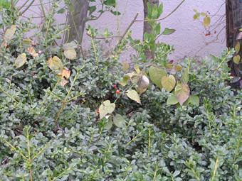 ヒヨドリジョウゴ1