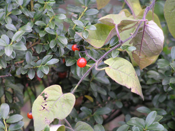 ヒヨドリジョウゴ2