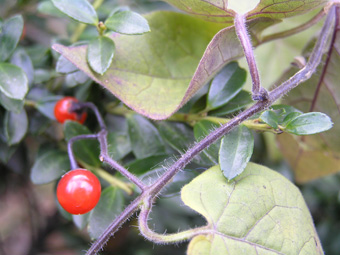 ヒヨドリジョウゴ3