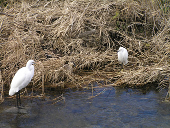 サギとカルガモ