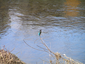 カワセミ1