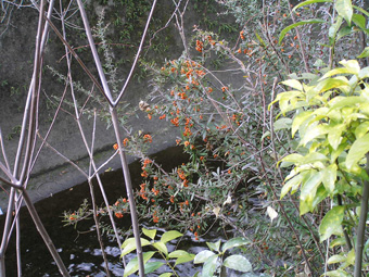 タチバナモドキ1